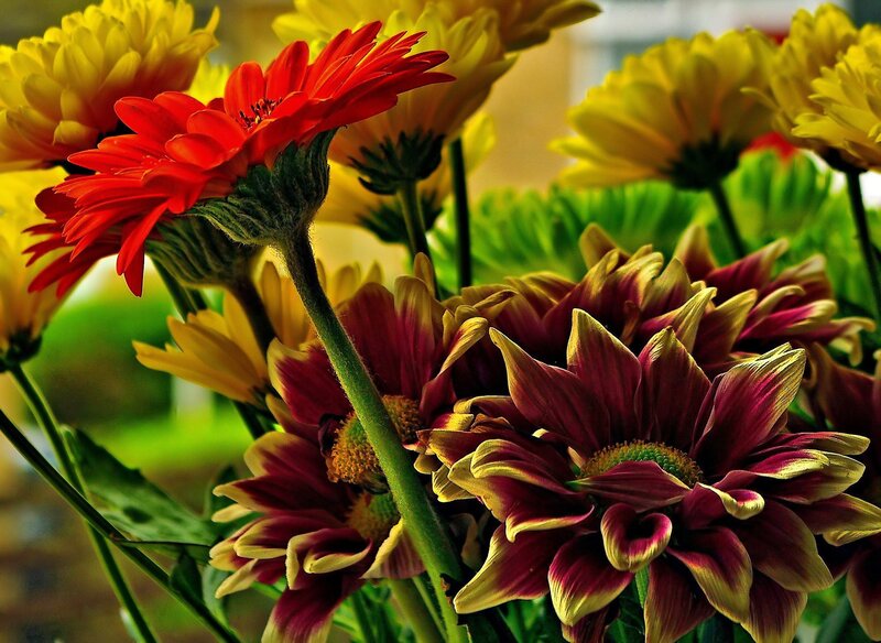 Colorful Daisies in Bouquet — Red