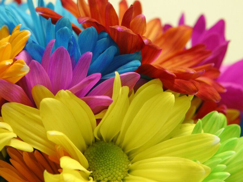 Colorful Daisies in Bouquet — Yellow