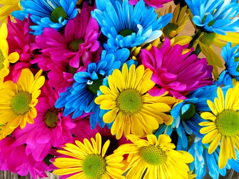 Colorful Daisies in Bouquet — Yellow, Vibrant, Photograph