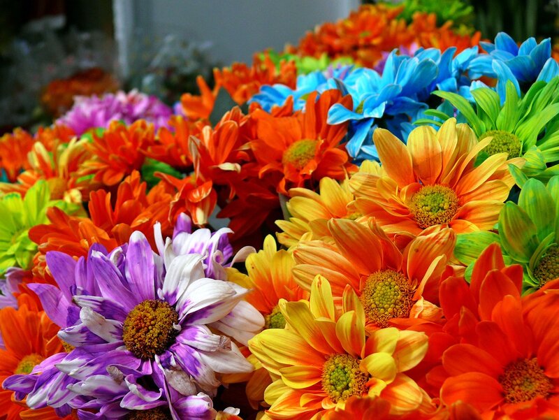 Colorful Daisies in Bunch