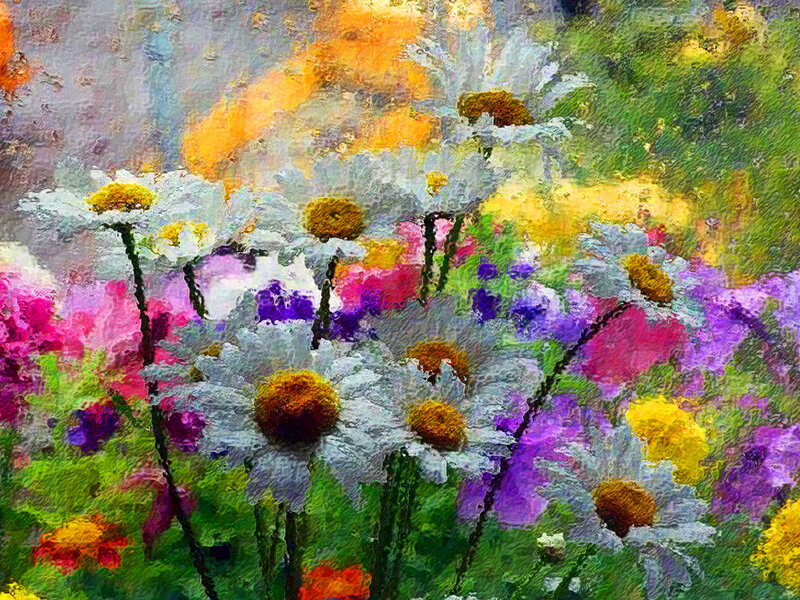 Colorful Daisies in Field
