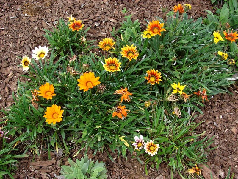 Colorful daisies in garden bed
