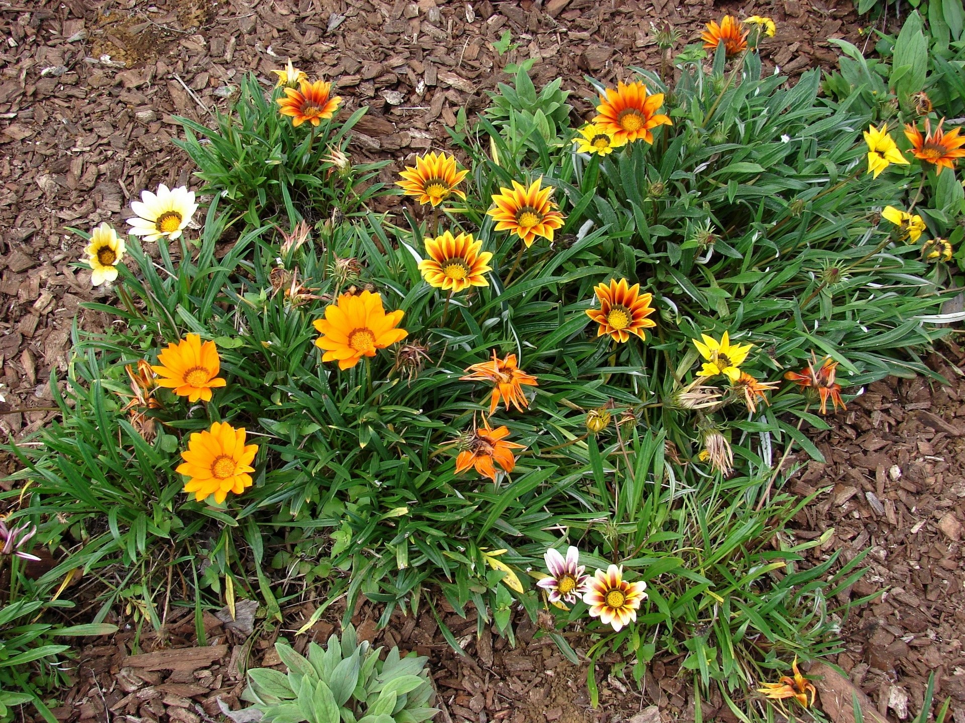 Colorful daisies in garden bed