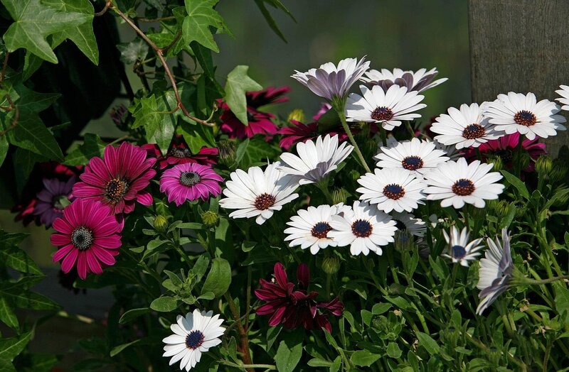 Colorful daisies in garden