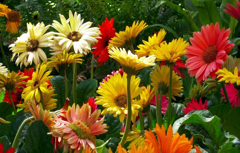 Colorful Daisies in Garden — Yellow