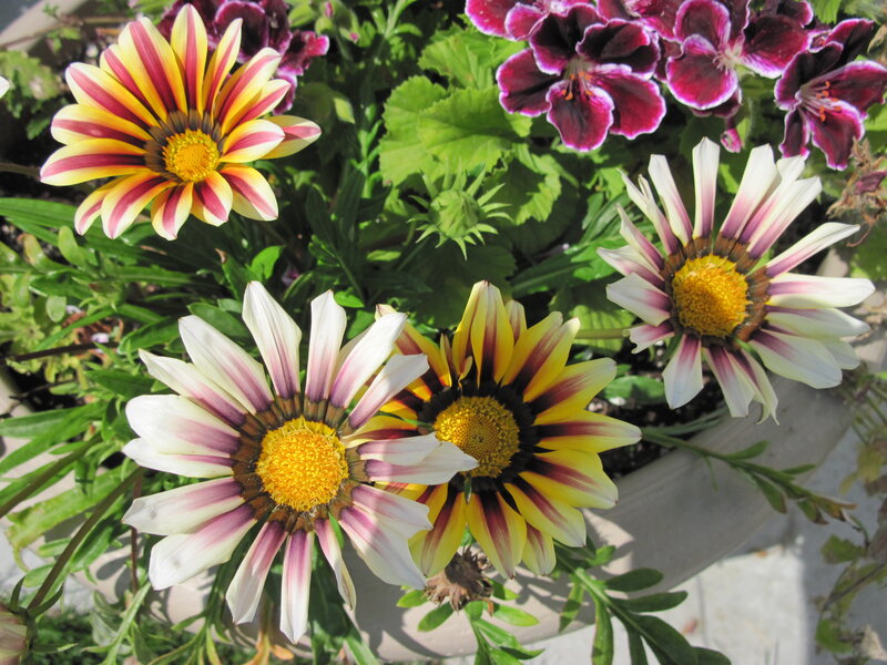 Colorful Daisies in Pot