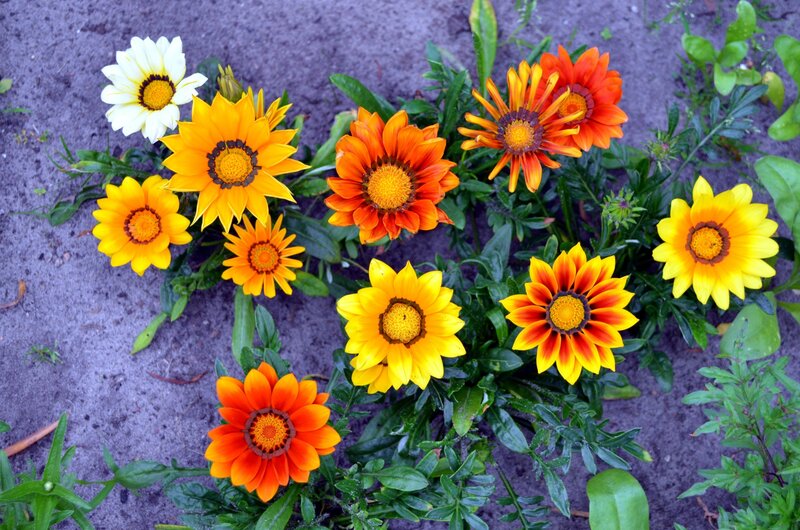 Colorful Daisies in Soil