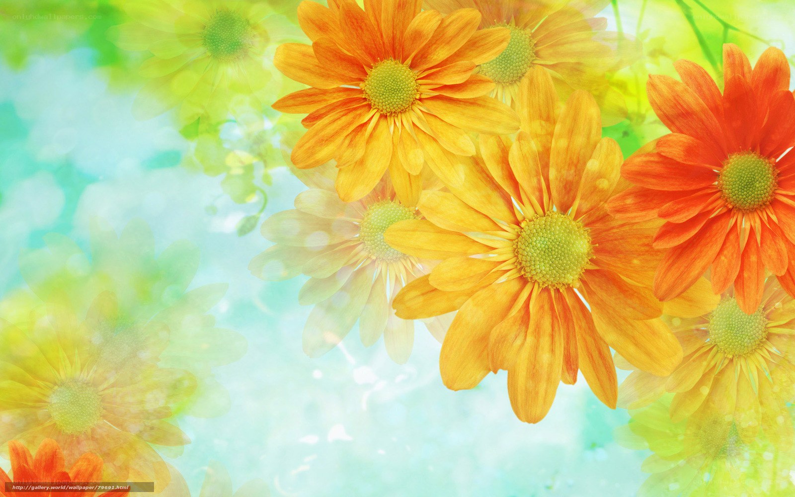Colorful daisies in sunlight