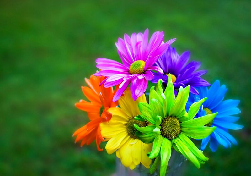 Colorful Daisies in Vase