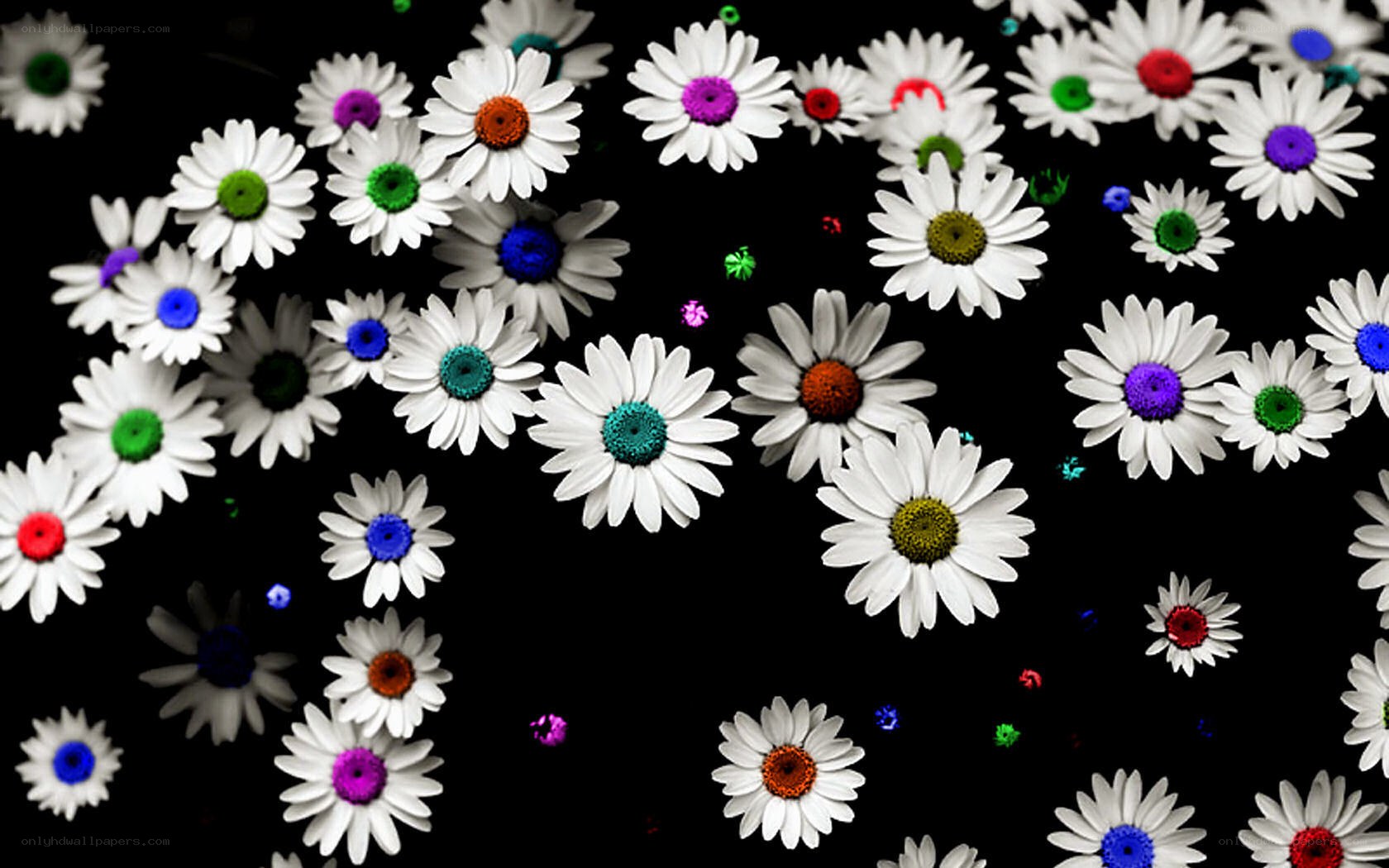 Colorful daisies on black background