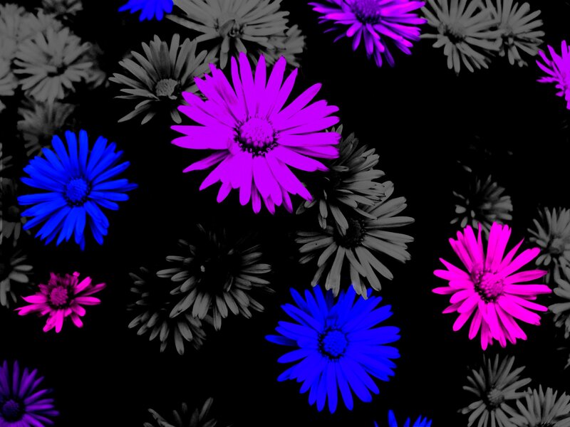 Colorful Daisies on Black — Purple