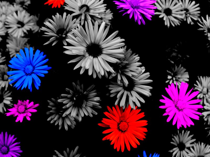 Colorful Daisies on Black