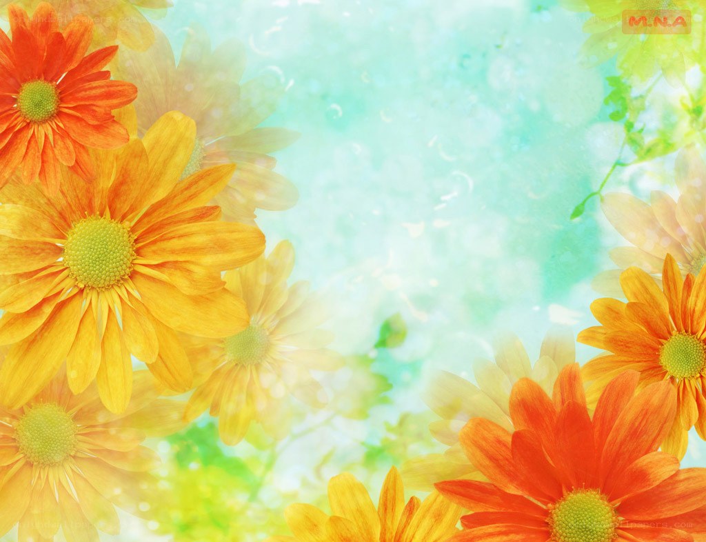 colorful daisies on soft background