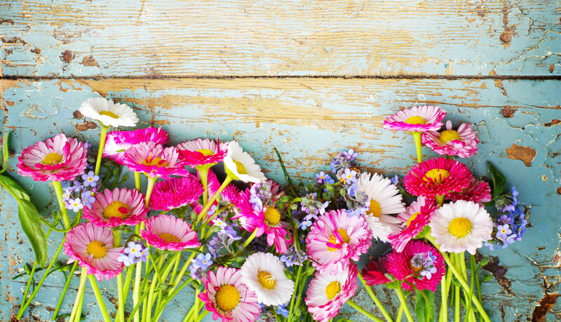 Colorful Daisies on Wood