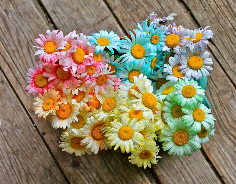 Colorful Daisies on Wood — White