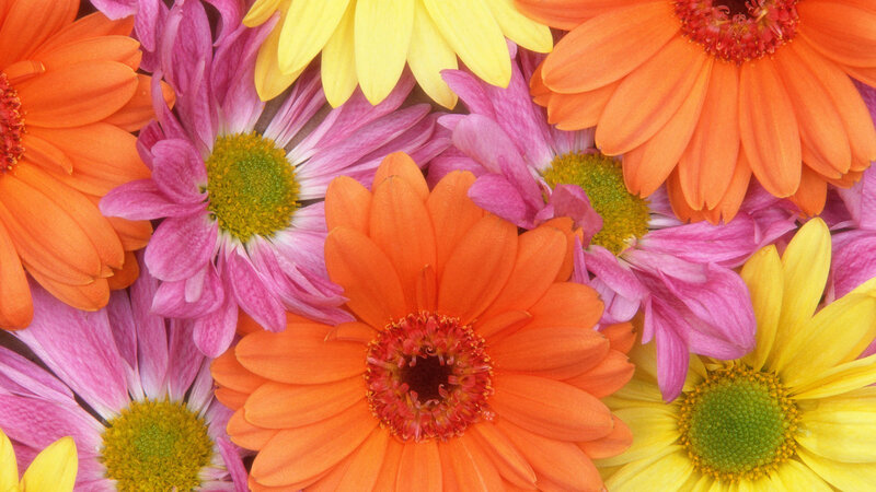 Colorful Daisies — Orange