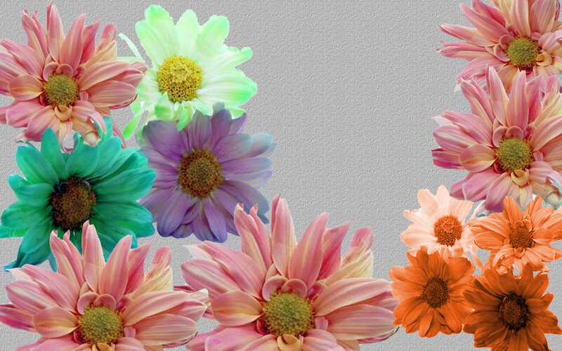 Colorful Daisies — Pink