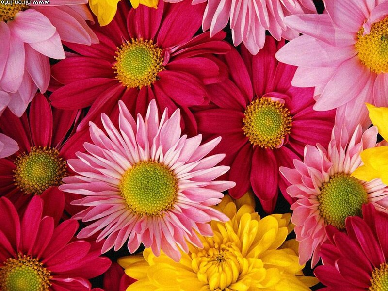 Colorful Daisies — Pink, Vibrant, Photograph