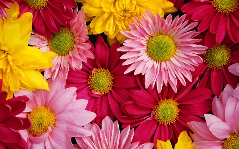 Colorful Daisies — Pink, Vibrant