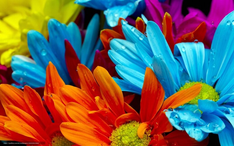 Colorful Daisies with Water Droplets — Blue
