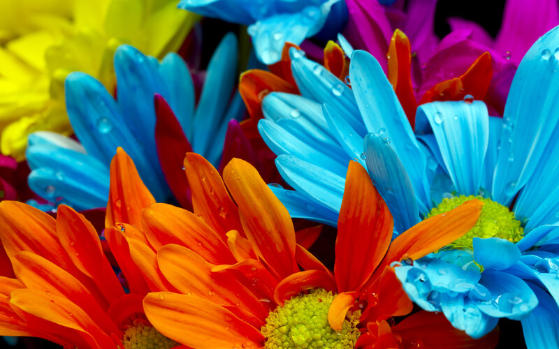 Colorful Daisies with Water Droplets