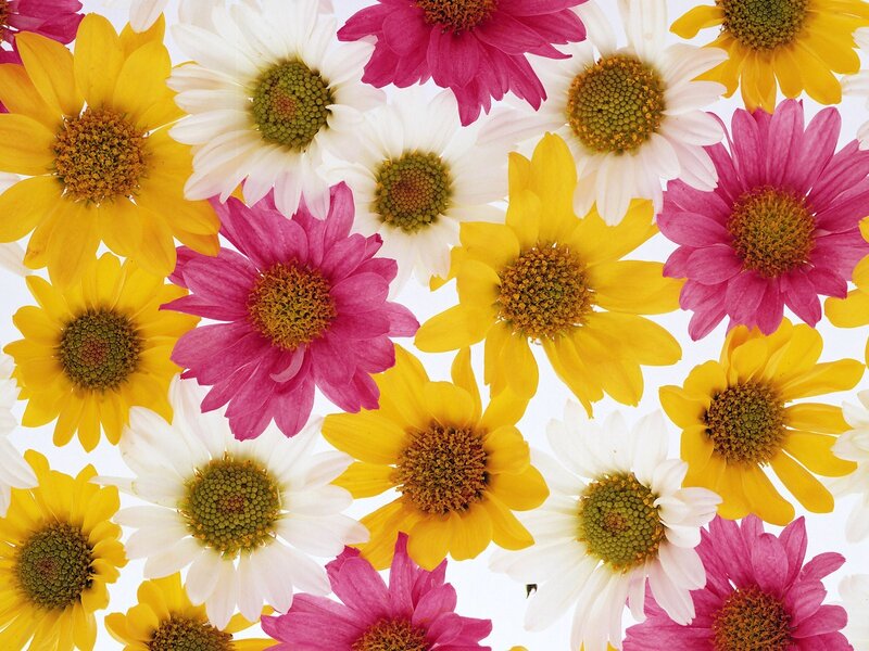Colorful Daisies — Yellow, Bright
