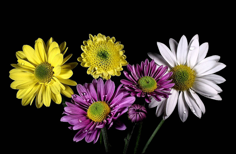 Colorful Daisies — Yellow, Dramatic