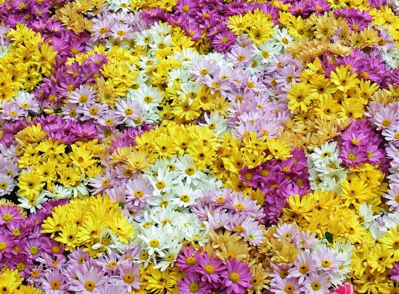 Colorful Daisies — Yellow