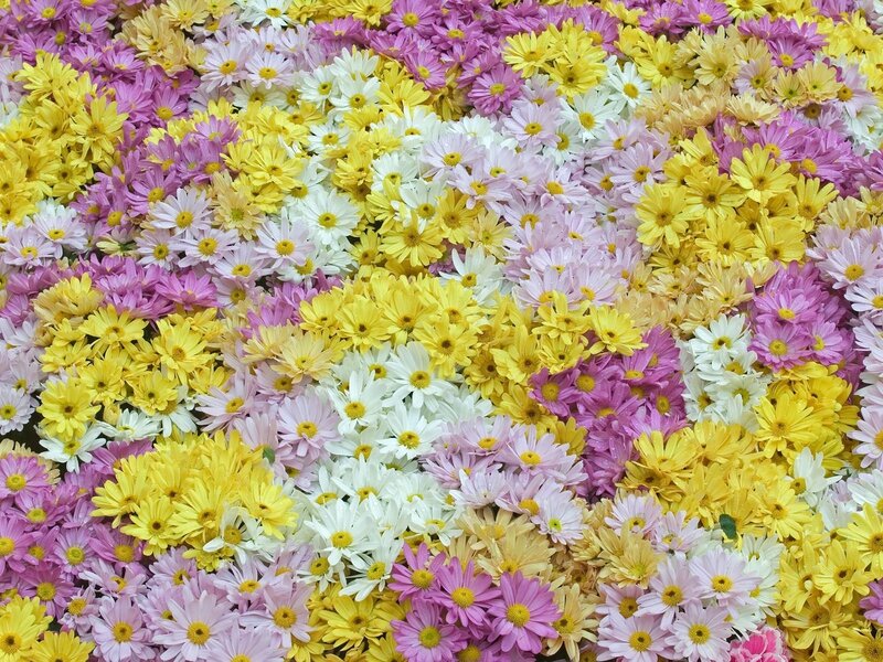 Colorful Daisies — Yellow, Vibrant, Photograph, Yellow Flowers