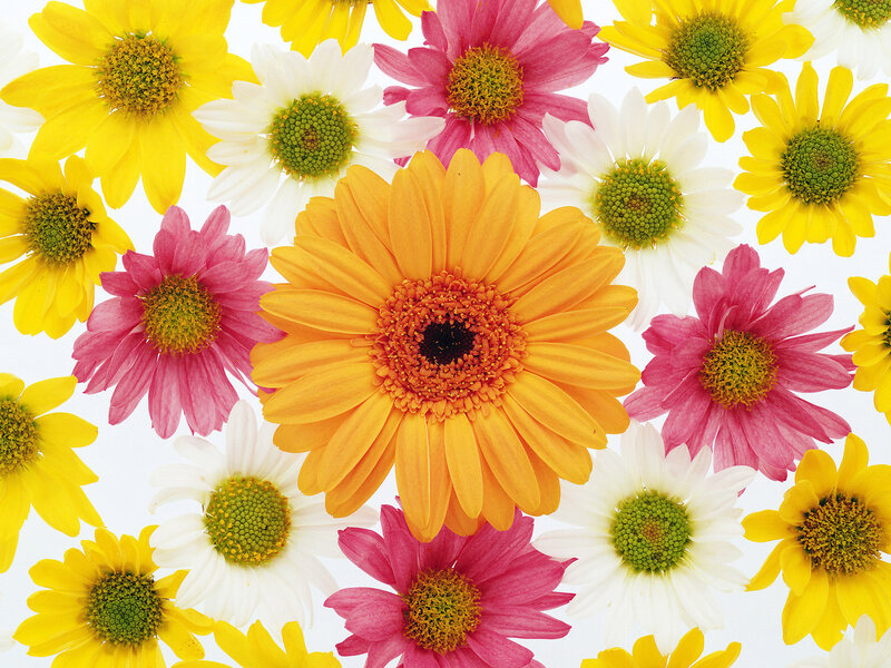 Colorful Daisies — Yellow, Vibrant