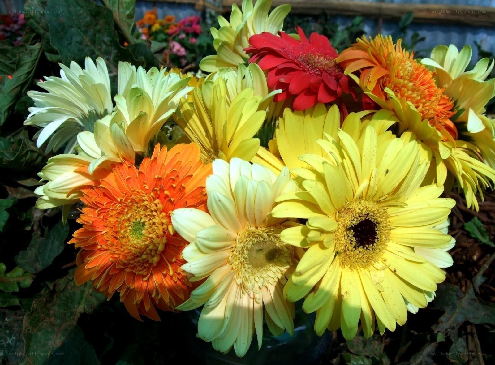 Colorful daisy bouquet