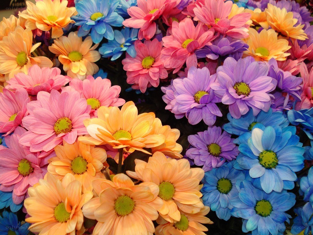 Colorful daisy bouquet