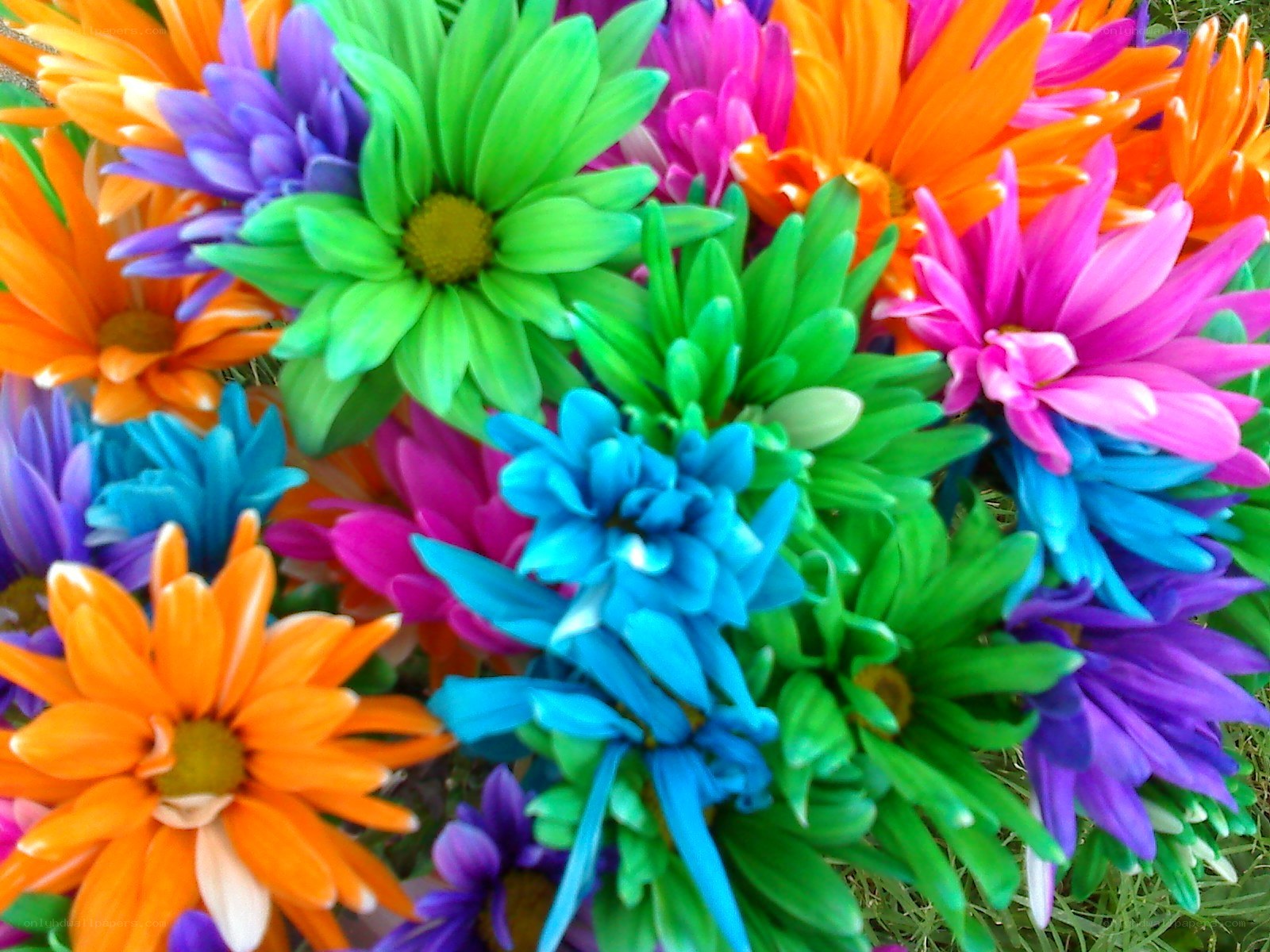 Colorful daisy bouquet