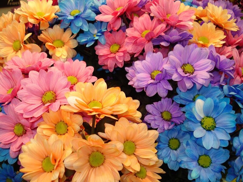 Colorful daisy bouquet