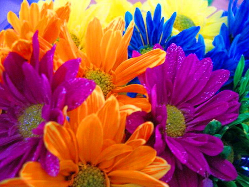 Colorful Daisy Bouquet — Purple