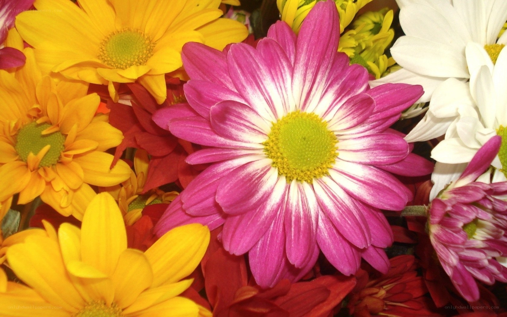 Colorful daisy bouquet