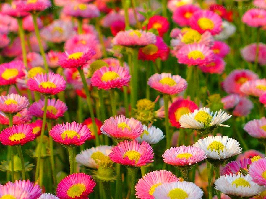 Colorful daisy field
