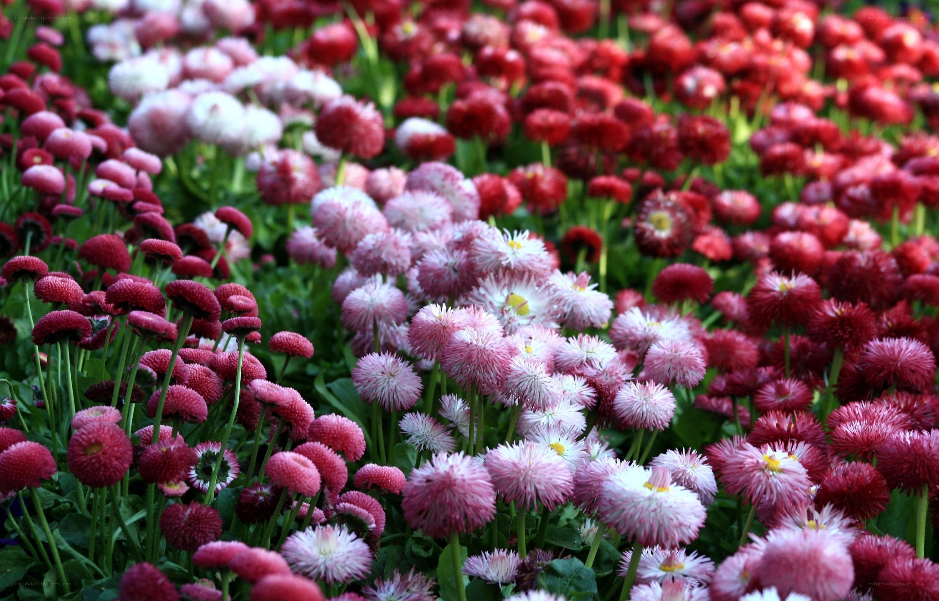 Colorful daisy field