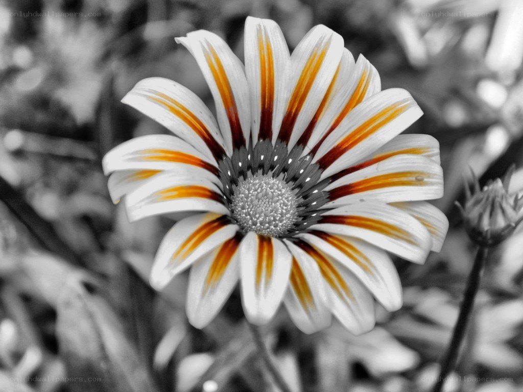 colorful daisy flower
