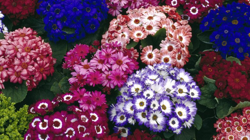Colorful daisy flower arrangement