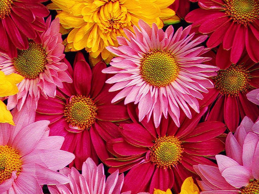 Colorful daisy flower arrangement