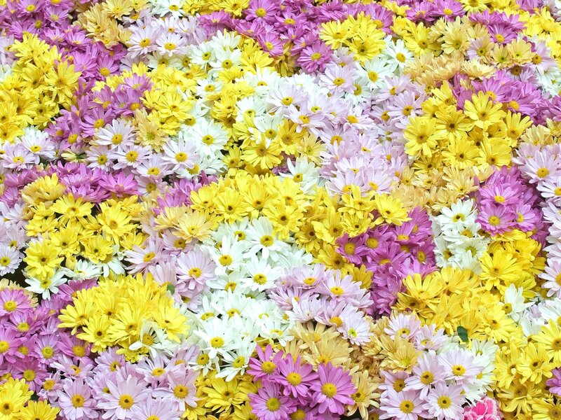 Colorful daisy flower arrangement