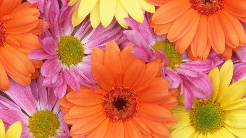 Colorful daisy flower arrangement