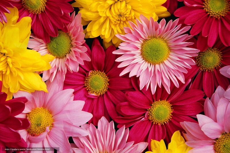 Colorful daisy flower arrangement