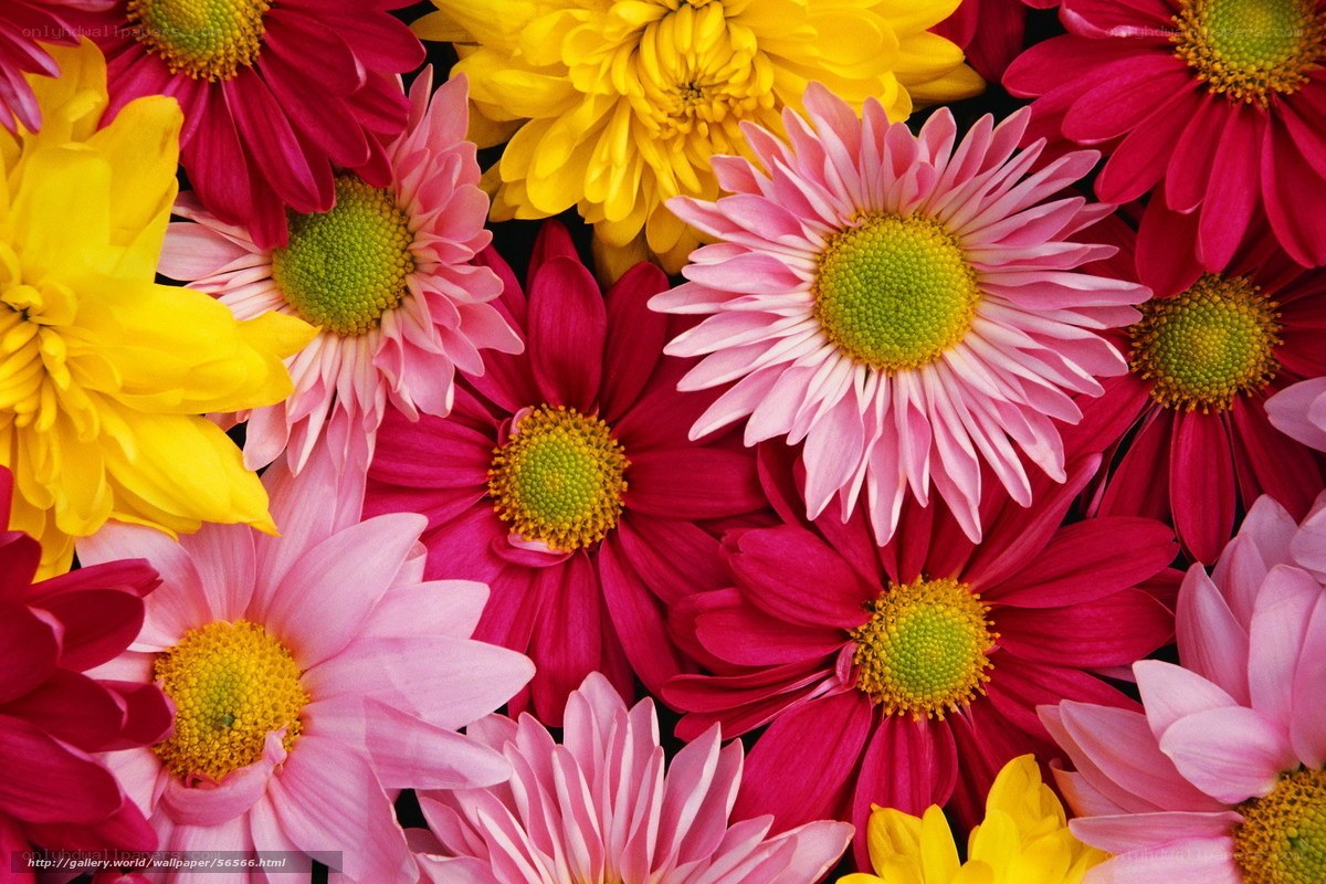 Colorful daisy flower arrangement