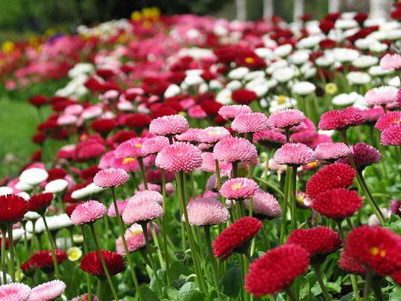 Colorful daisy flower field