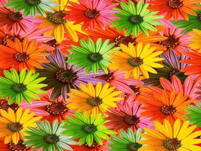 Colorful daisy flower pattern