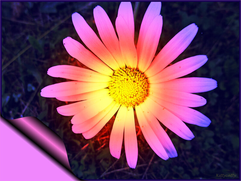 Colorful Daisy Flower — Pink