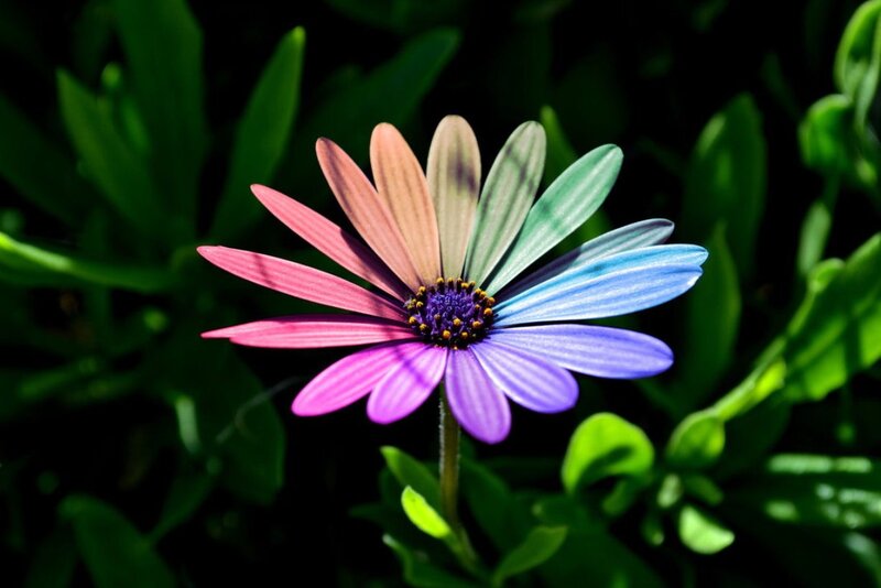 Colorful Daisy Flower — Purple