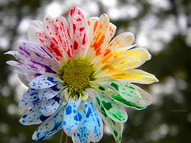 Colorful Daisy Flower — White